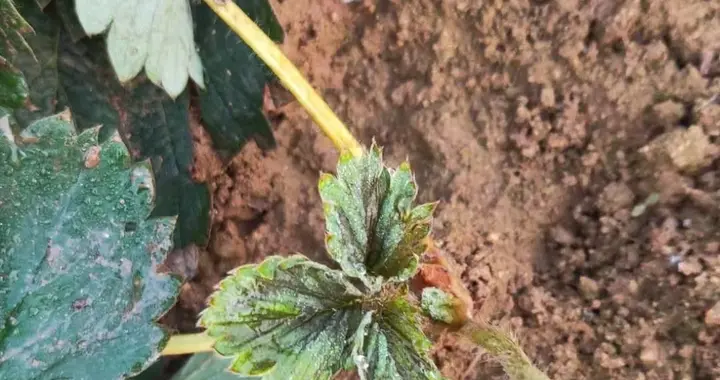 蓟马又来草莓上了，还超难治，别怕！做好这几件事，防治并不难