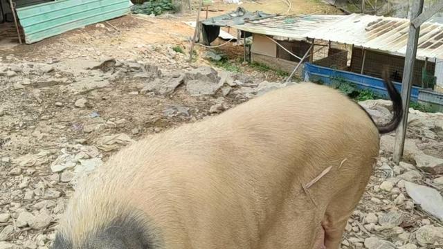 曼巴李：田园风光中的可爱大香猪，悠闲自在