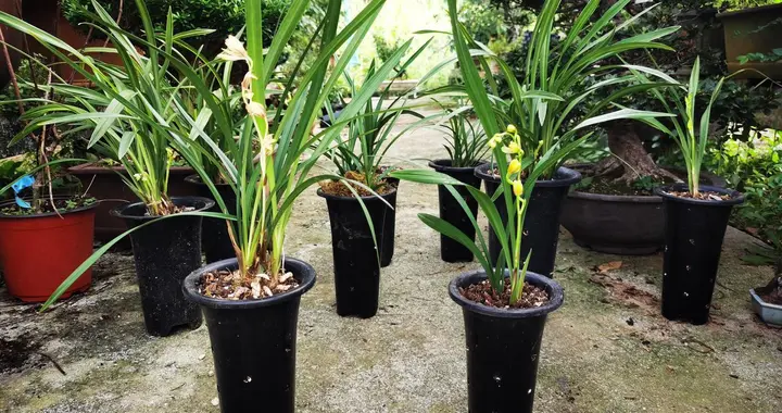 兰花患上了根腐病怎么办