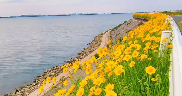 石臼湖初夏手记：在湖风与花海间，接住生活的温柔