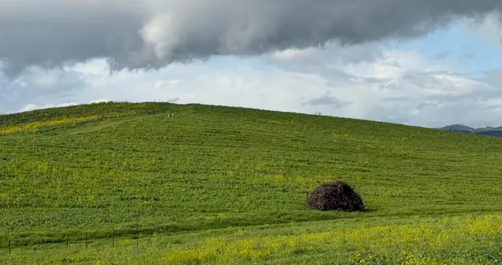 30年后，Windows XP经典的小山依然生机勃勃，一位路人拍下了照片