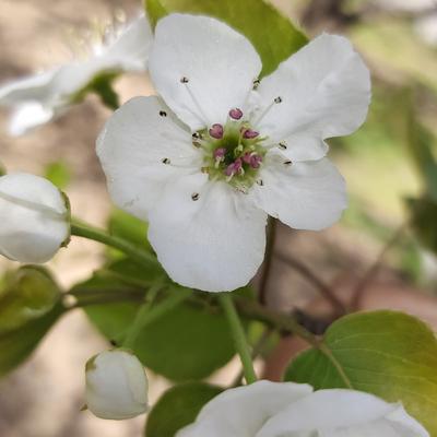 今天说科技：真的好喜欢春天，到处都是鸟语