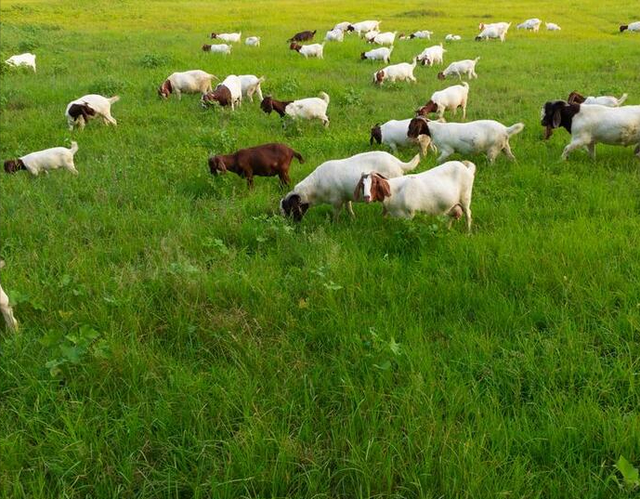 羔羊腹泻预防要点