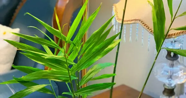 北京一姑娘“把生姜当绿植”养在客厅走红，网友：好美，好高级