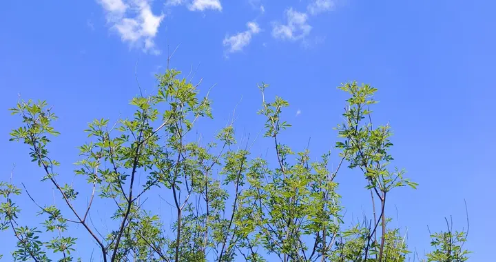 浅夏悠然，与友登山