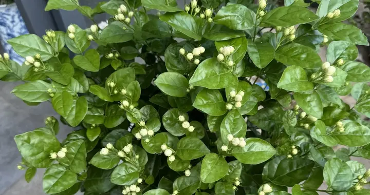 8月了，茉莉花还没有成型？赶紧抓住这条分界线，今年还能爆花2轮