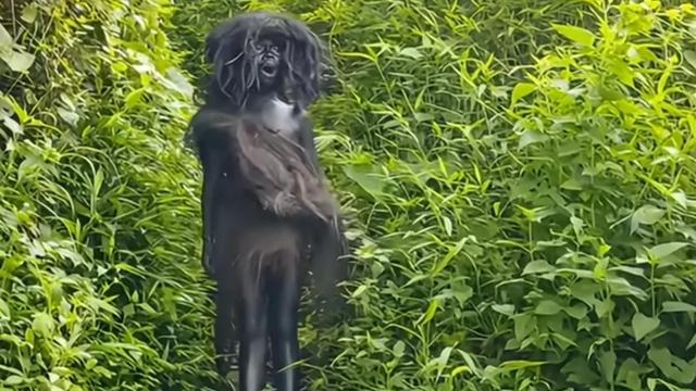 趣味娱乐吧：网友惊奇发现印尼曼特部落族人