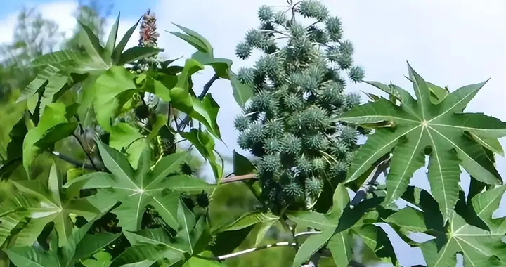 植物也能当武器？中国种了1400年的蓖麻，被美国列进战略物资清单