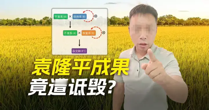 百万网红诋毁袁隆平！杂交水稻=绝育？起底反智流量背后的黑产！