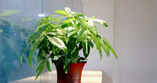 【每日一诀·105】家中植物宜常青，枯枝败叶及时清