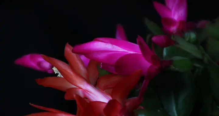 1月后养蟹爪兰，牢记3大禁忌，不踩坑还能再开2波花！