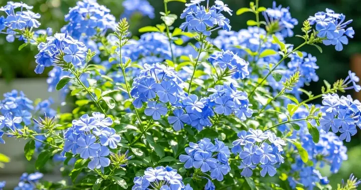立秋后别偷懒，3个细节做到位，蓝雪花9月想不开爆都难！