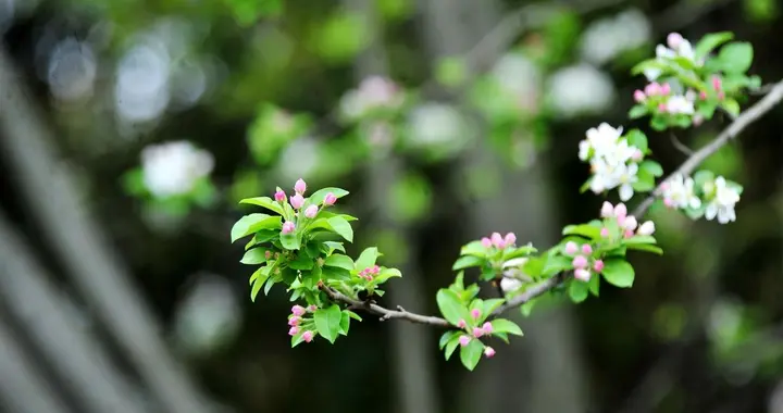道家智慧：抱朴二字，为何能治愈现代人的焦虑