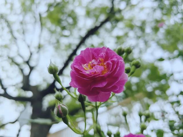 10首惜春古诗词，10种唯美人意境，句句妙笔生花，惊艳了时光！