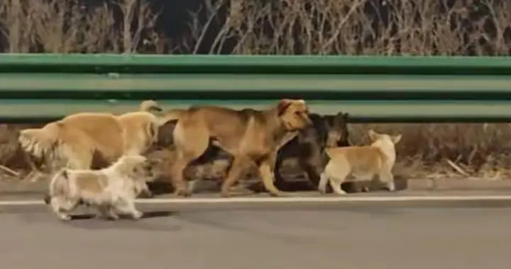 大反转！七只狗狗大逃亡故事有多离谱？狗主人说出实情，全网炸锅