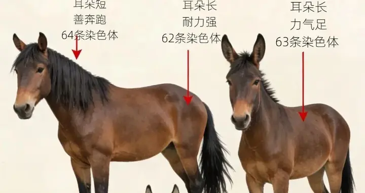 驴，骡子和马有什么区别？