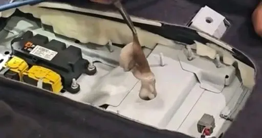 八爪鱼钻车内失踪3天车主崩溃求助：离谱闹剧藏着用车致命隐患