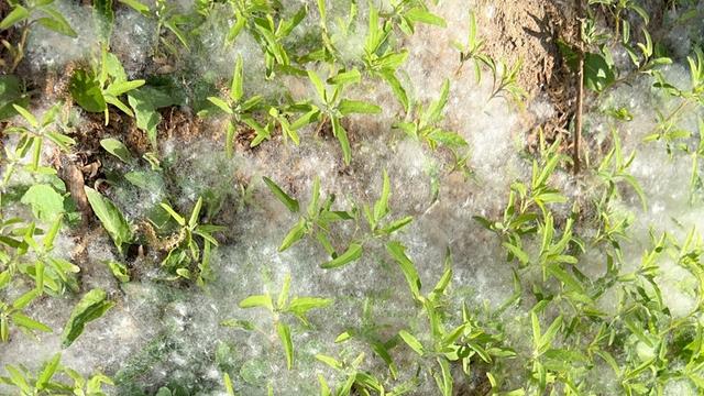 爱生活的饺子：北京