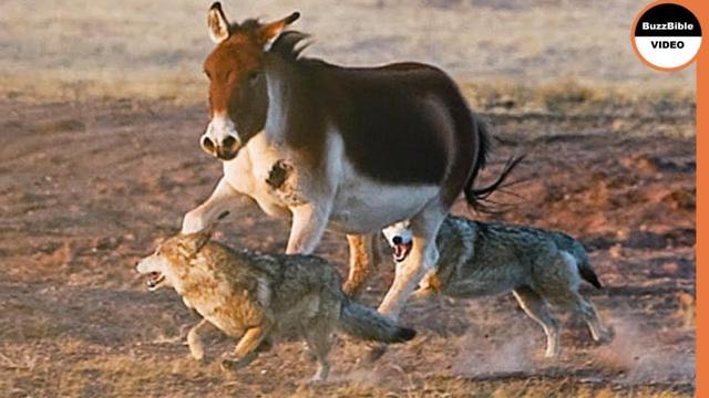 驴是狼的克星？美国农场养驴来杀狼，驴到底有什么厉害的地方？