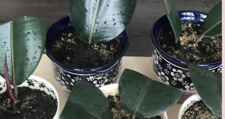 橡皮树怎么扦插？学会简单4步骤，可以养出一大片！