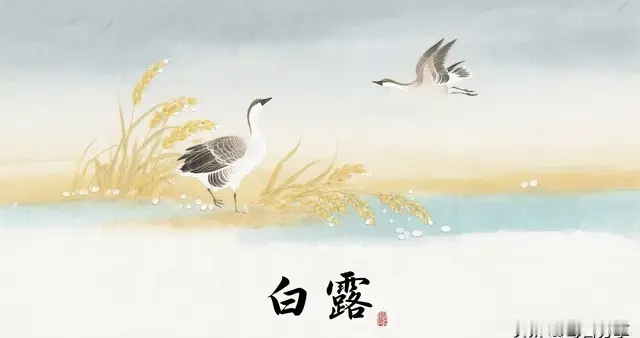 “白天白露，热死牛；晚上白露，冷穿棉”，今年秋天热吗？早了解