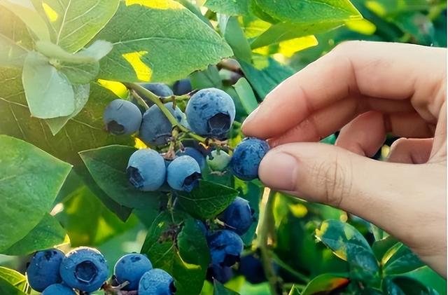 蓝莓价格“腰斩”！每天吃一盒会发生什么？皮肤真的会变白吗？