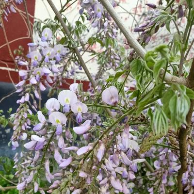 优美漂流瓶阳阳