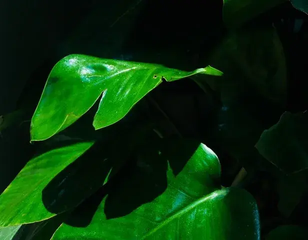 青春：心境的永恒乐章