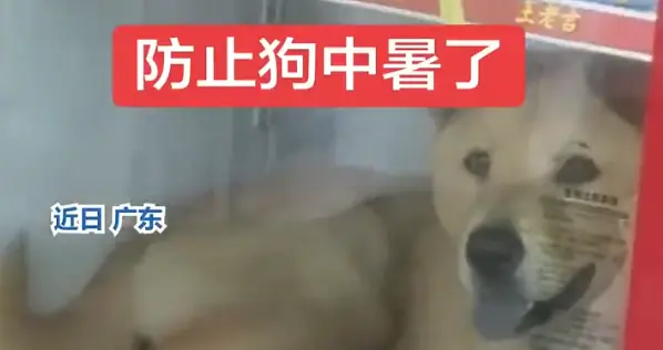 餐馆老板把狗塞进饮料冰柜避暑，网友看怒了：这饮料谁还敢喝？