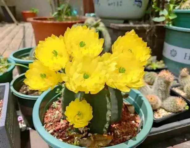 春天仙人球生长进入“关键期”，4个动作催一催，花骨朵挤满枝头