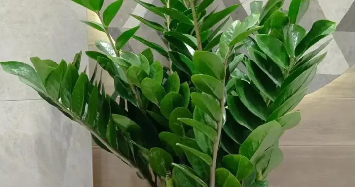 金钱树烂根？避开4坑，做对了，新芽蹭蹭冒！