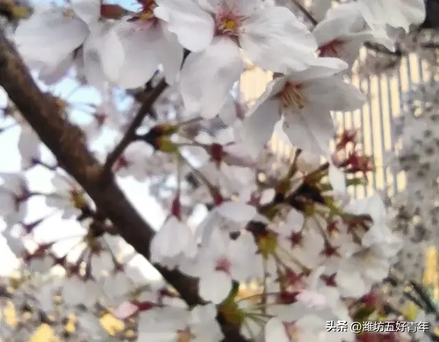 热闹的潍坊大集