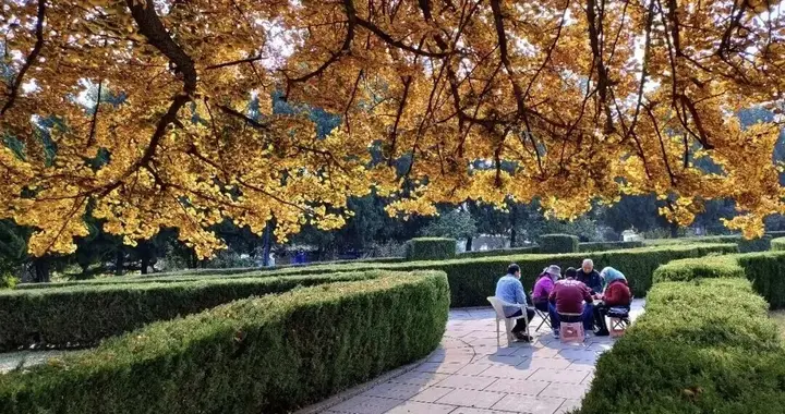 大连百年树龄银杏正当时，交通特别方便，就在市中心公园里