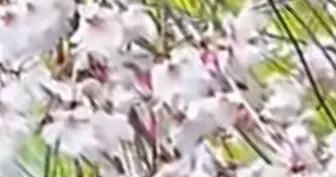 日本强推导弹部署，谁把老百姓绑上了战车？