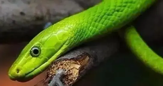 生肖运势-巳蛇（12月22日）