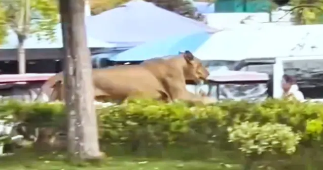 安徽一马戏团狮子出逃绿化带中狂奔，重获自由为何11分钟便被抓回