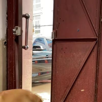 乖风破浪：金毛守在门口，突然来了个狗贩子