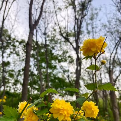 清清图文：，随手拍。