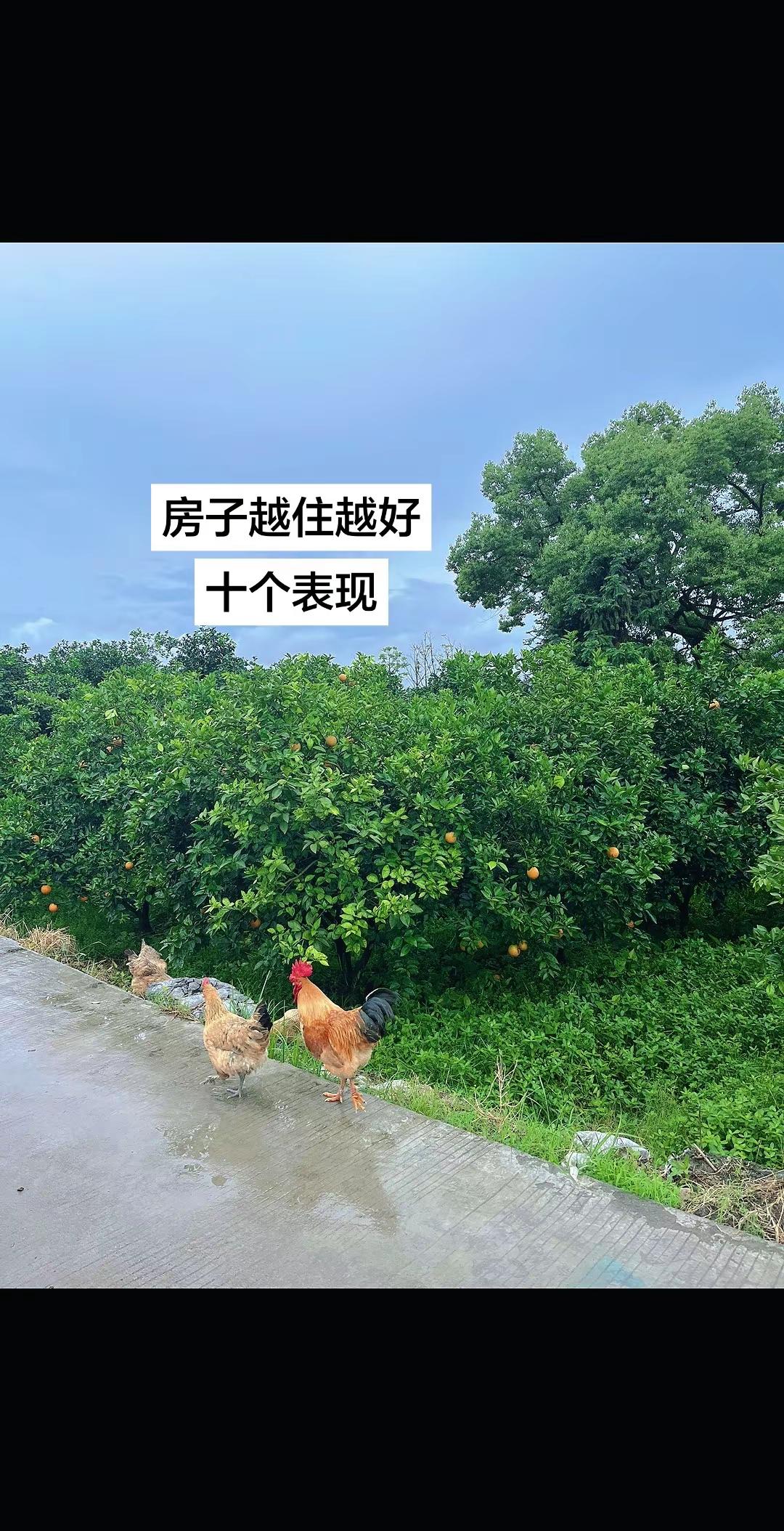 26年的世锦赛决赛，吴宜泽极限破百横扫墨菲，结局最牛一球诞生＃ 台球