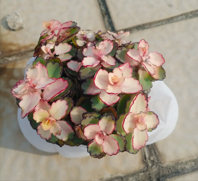 4款多肉就是“害人精”，谁养谁头疼，赶快扔了吧！