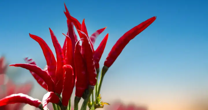 损友出尽馊主意，拍摄四次朝天椒