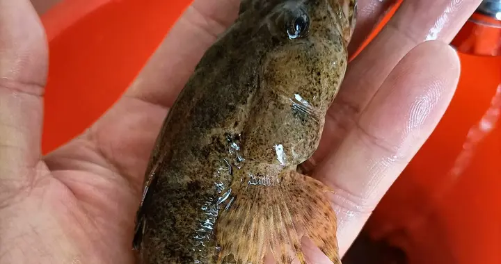 从喂鸭鱼到“天价鲜”：“呆子鱼”沙塘鳢的逆袭之路