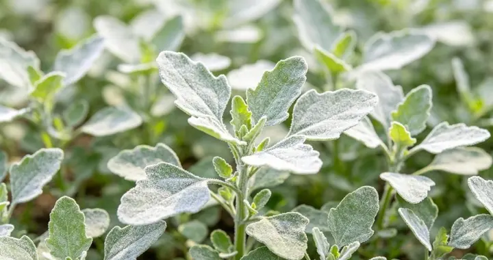 这野菜全身是宝，比荠菜韭菜还养人，错过要等一整年