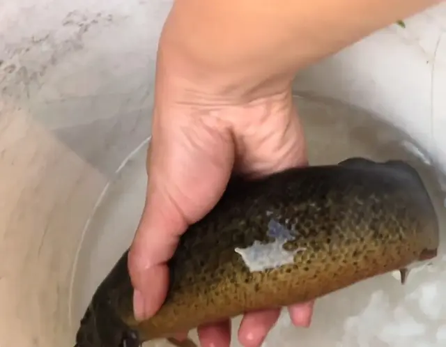 鳅猪！湖南男子河边捞起一条泥鳅有小臂粗，网友:没见过这么大的