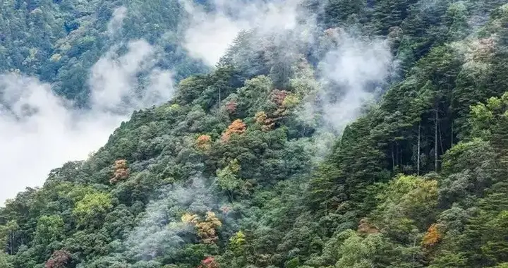 中美俄森林面积对比：俄罗斯125亿亩，美国46亿亩，中国呢？
