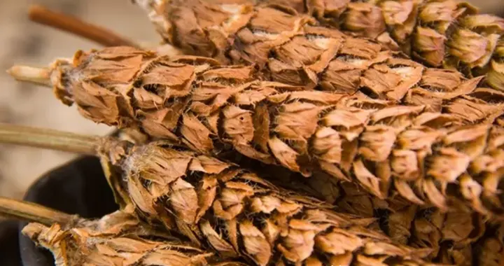 健康养生预防高血的小妙方，你知道吗