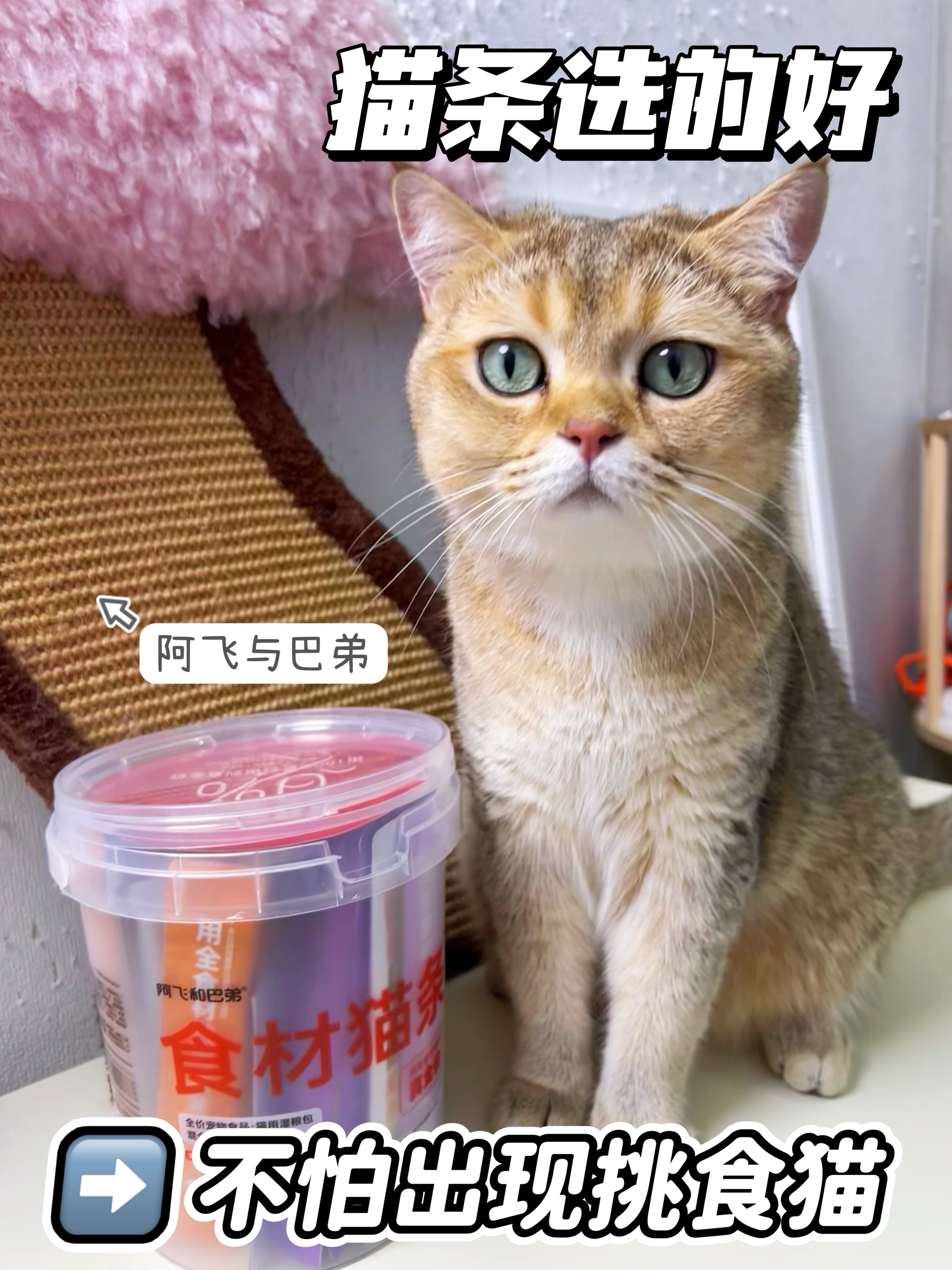 猫条选的好，不怕出现挑食猫！