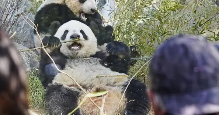 日本举国送别最后两只熊猫！10万人请愿留不住，中日关系亮红灯？