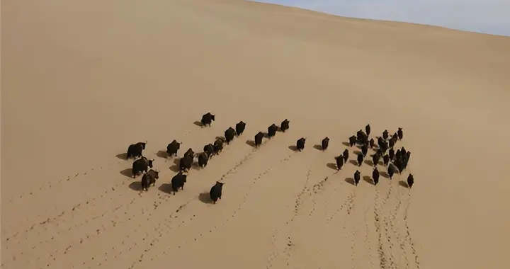 美媒：中国不可怕，可怕的是中国只用10万头猪，就解决了治沙难题