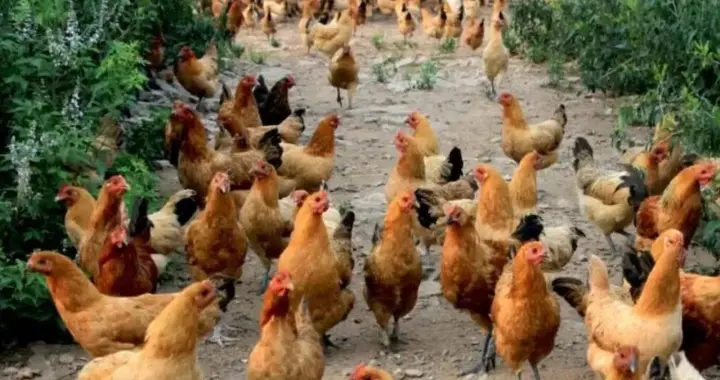 生肖运势-酉鸡（12月22日）